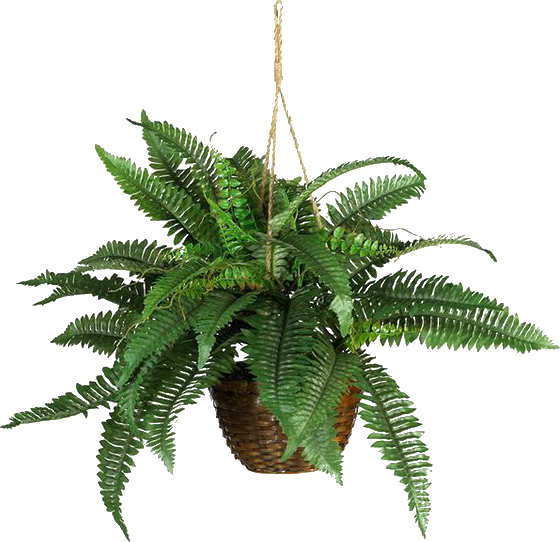 Boston Fern Silk Hanging Basket (560x542), Png Download