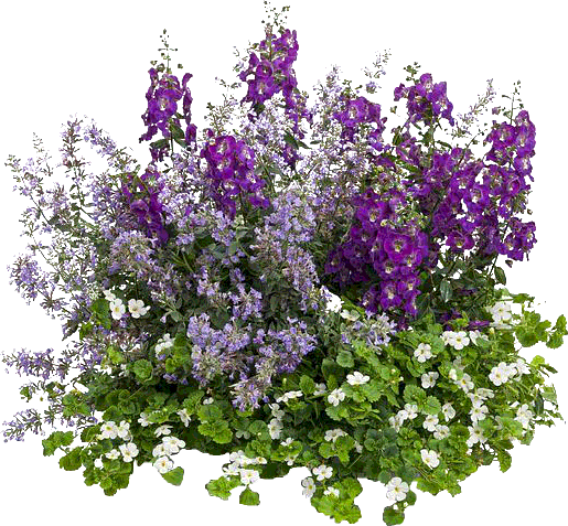 Angelonia (515x477), Png Download