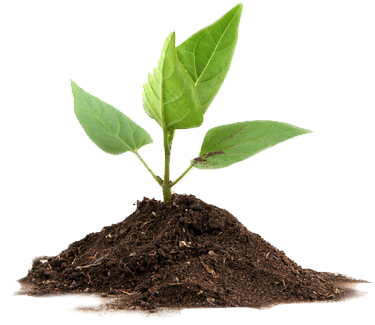 Plants That Undergo Photosynthesis (421x357), Png Download