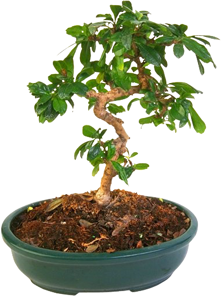 Bonsai Plantas Hermoso Png Hd - Flowerpot (1024x1024), Png Download