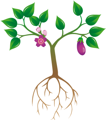Planta - Gilliflower (400x400), Png Download