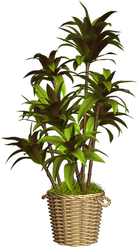Floreros Y Tiestos Con Plantas - Maceta Con Flores Png (595x1000), Png Download