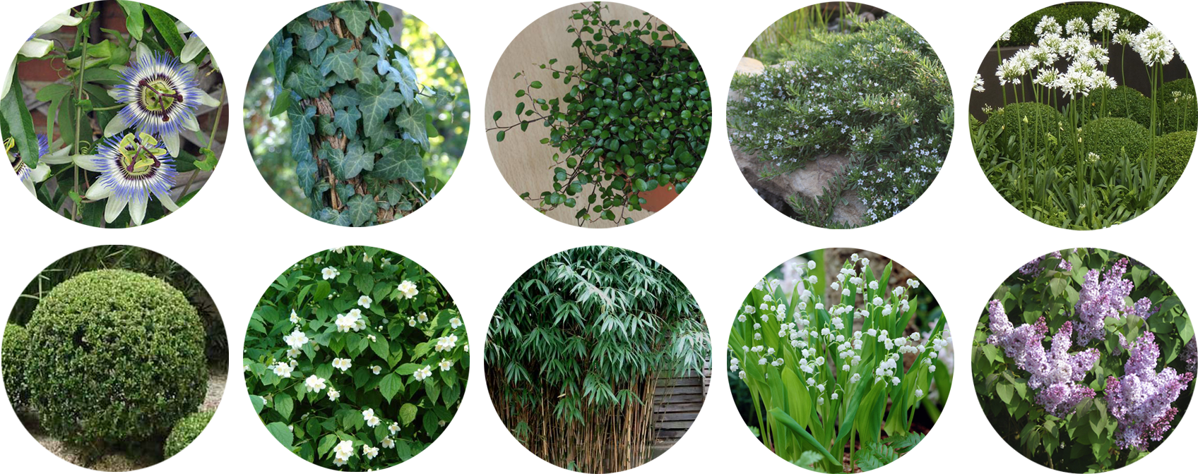 Terraza Mimi Plantas - Chaotic Alignment Chart Gay (1696x672), Png Download