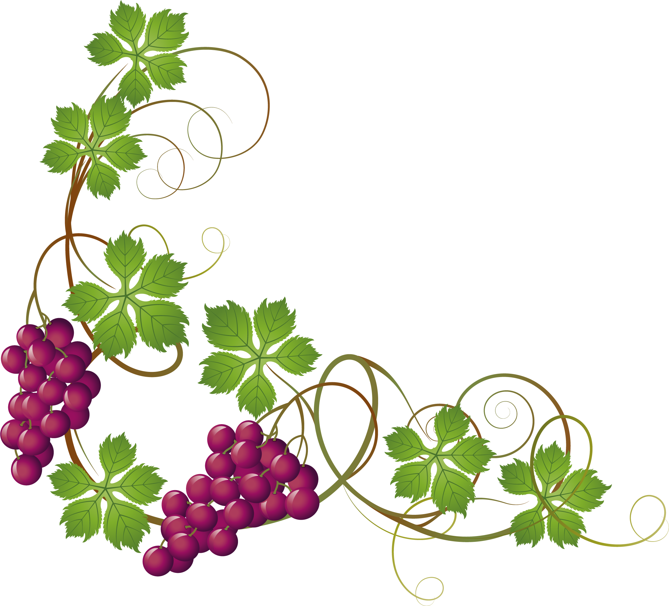 Download Grape Vine At Getdrawings Com Free For - Grape ... Download Grape Vine At Getdrawings Com Free For - Grape ...