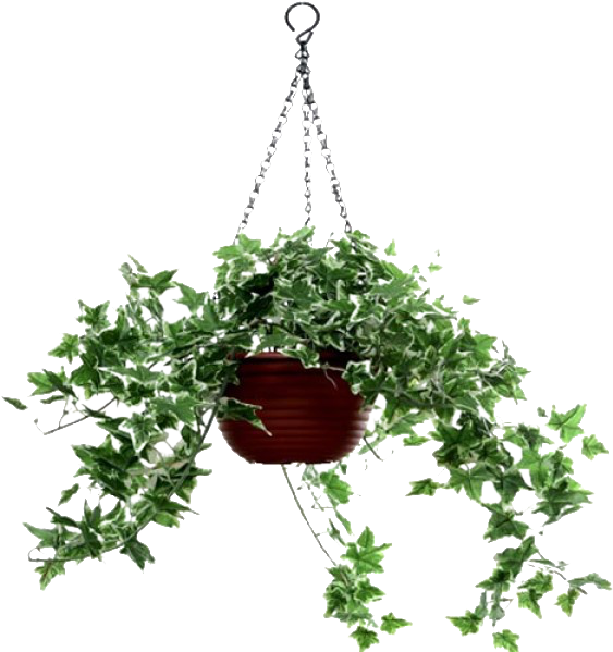 Plantas Colgantes Png - Planta Colgante Png Sin Fondo (600x600), Png Download