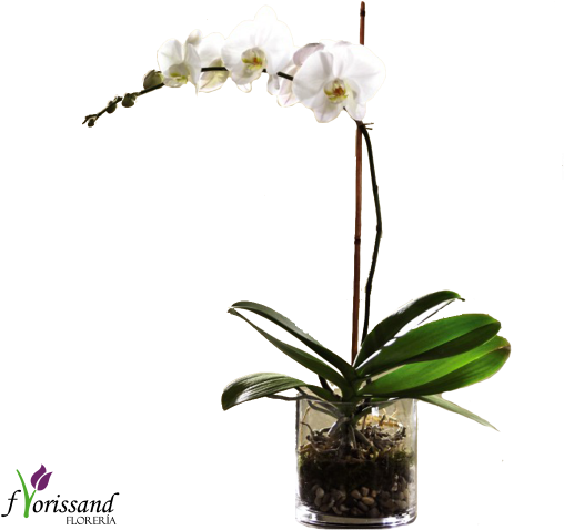 Phalenopsis - Ftd White Orchid Planter | Flower Delivery (600x500), Png Download