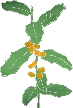 Plantas Medicinais Do Brasil (320x460), Png Download