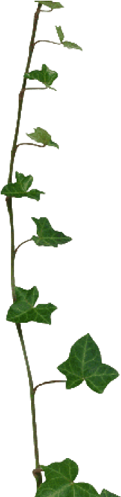 Ivy Clipart Transparent Pencil And In Color Ivy Clipart - Ivy (1200x715), Png Download