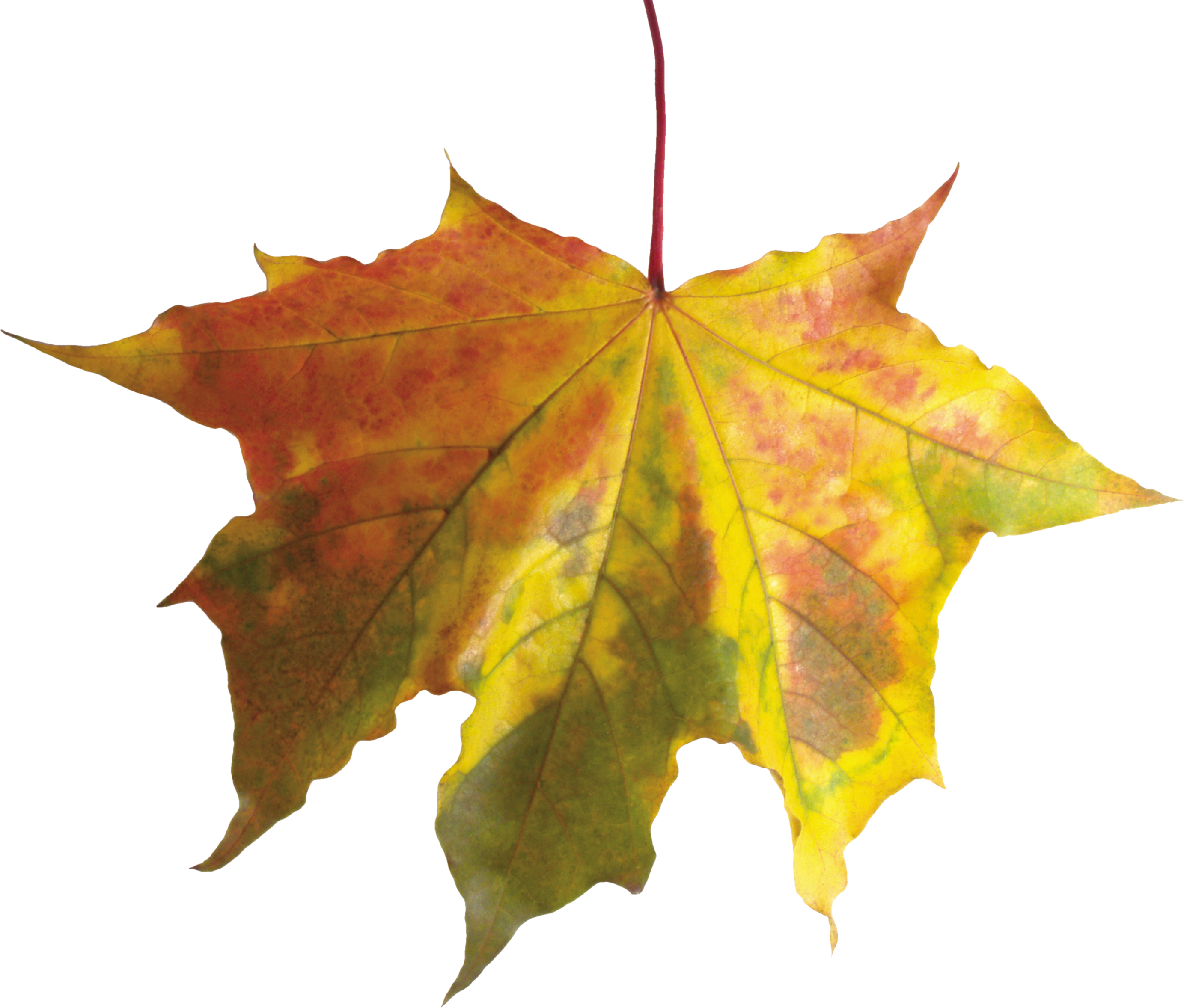 Autumn Leaves Png Image - Autumn Leaves Without Background (2766x2356), Png Download