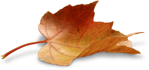 Autumn Flowers, Autumn Leaves, Autumn Fall, Fall Background, - Portable Network Graphics (500x375), Png Download