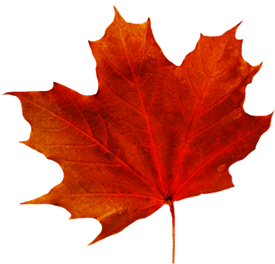 Amazing Fall Trees Background Autumn Leaves Clipart - Fall Leaf With Transparent Background (413x383), Png Download