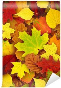 Leaf (400x400), Png Download