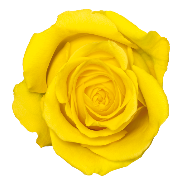 Fresh-ex Flowers - Portable Network Graphics (600x600), Png Download