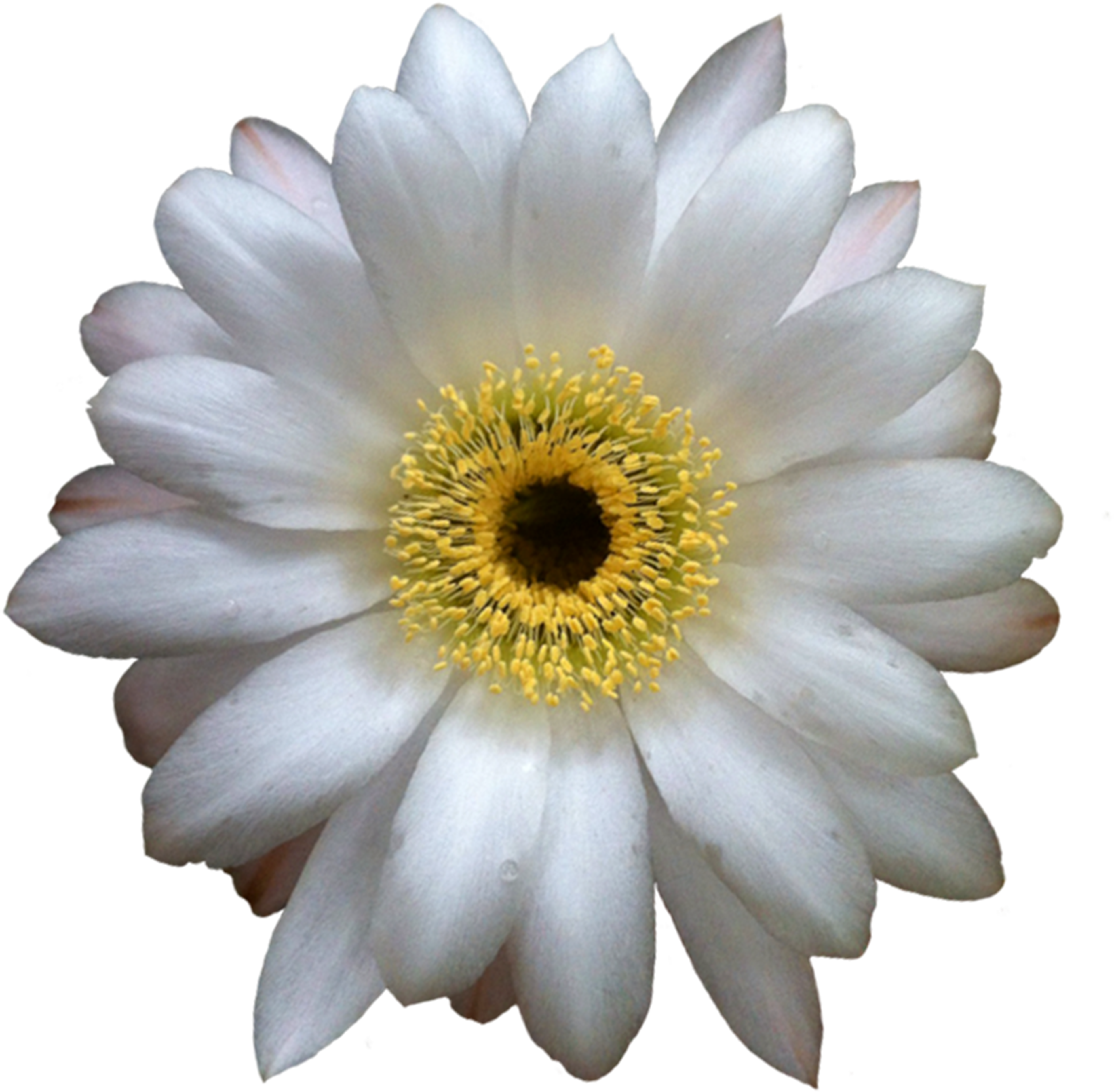 Cactus Flower Extracted - Cactus Flower Transparent Background (3999x3999), Png Download