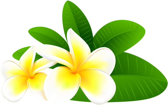 0, - Frangipani Png (600x376), Png Download