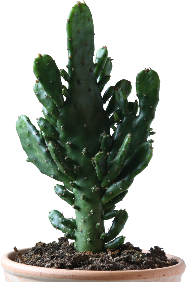 Png Download Cactus Free Icons And Backgrounds - Cactus Png (600x909), Png Download