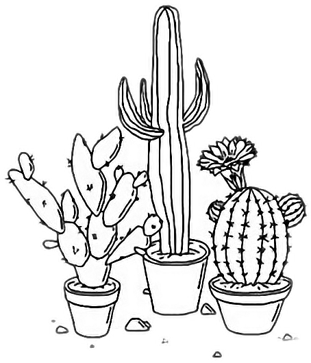 Cactus Aesthetic Plants Tumblr Outline Freetoedit Png - Cactus Drawings (454x530), Png Download