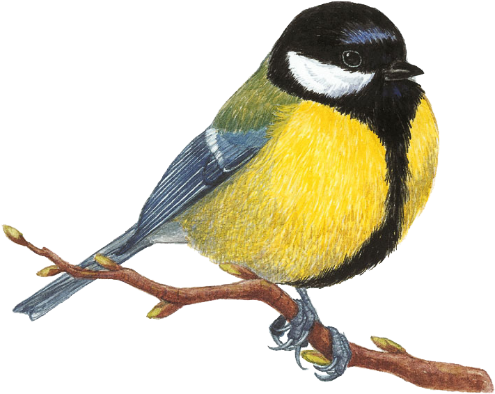 Mesange Charbonniere Dessin Felt Birds, Birds 2, Watercolor - Kreslené Vtáky (751x630), Png Download