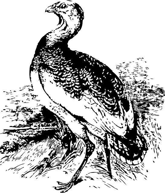 Big, Bird, Stand, Great, Animal, Bustard, Standing - Cool Free Standing Hat Stand (546x640), Png Download