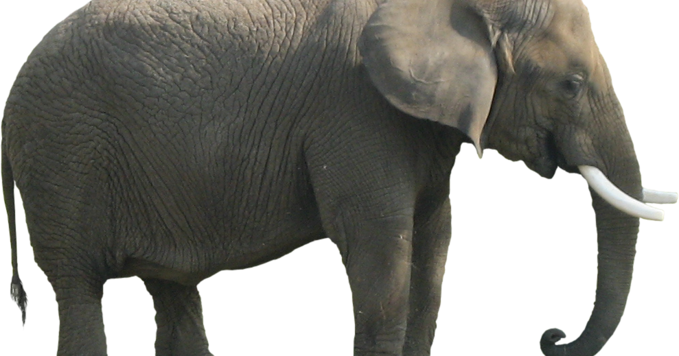 Elefante Africano De Bosque Imagenes (989x519), Png Download