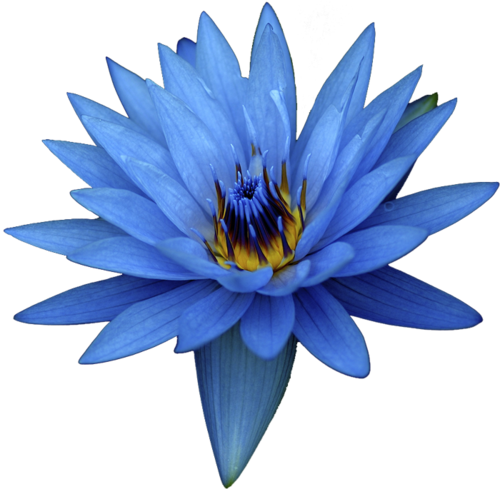 Blue Egyptian Water Lily - Swipe Konnect Star Plus Jet Black, 8 Gb (500x489), Png Download