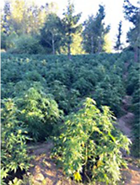 Huge Marijuana Bust Shows Illegal Pot Biz Still Big-0 - Yamhill County, Oregon (800x600), Png Download