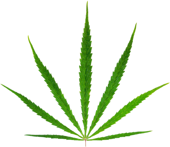 Hemp (650x507), Png Download