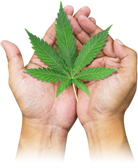 Marijuana Leaf (473x563), Png Download