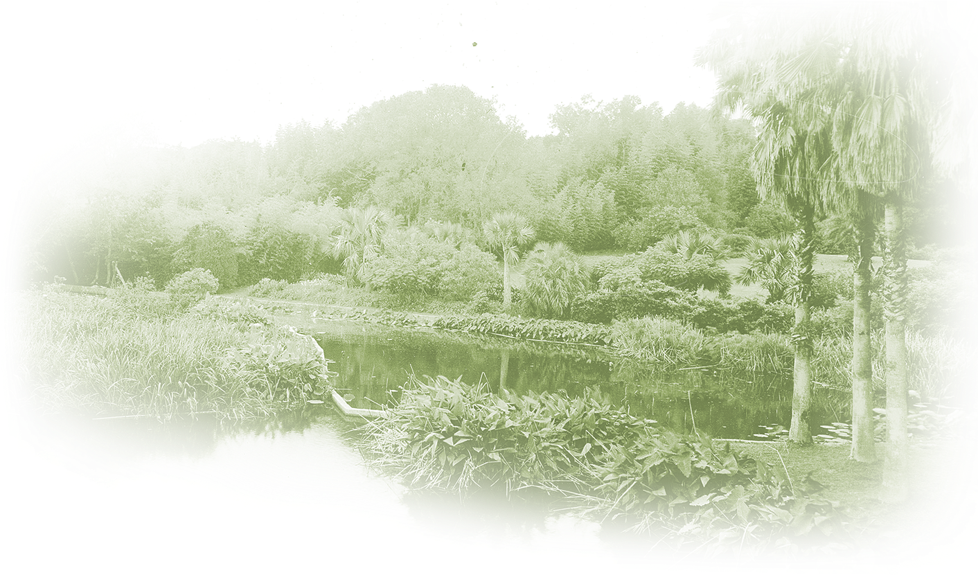 Admission - Tree (1442x836), Png Download