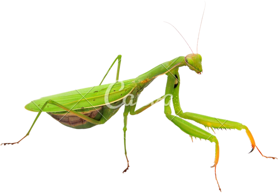 Mantis Png Transparent Image - Praying Mantis Png Transparent Background (550x382), Png Download