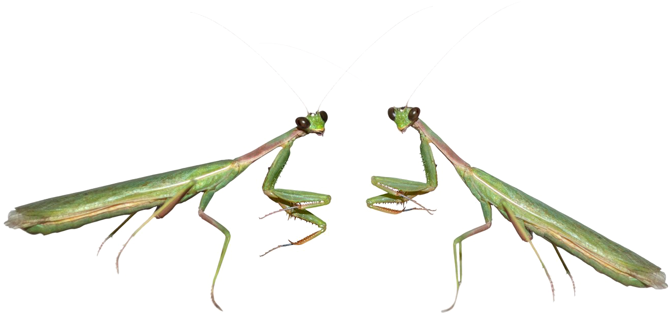Mantis Png - Portable Network Graphics (1400x709), Png Download