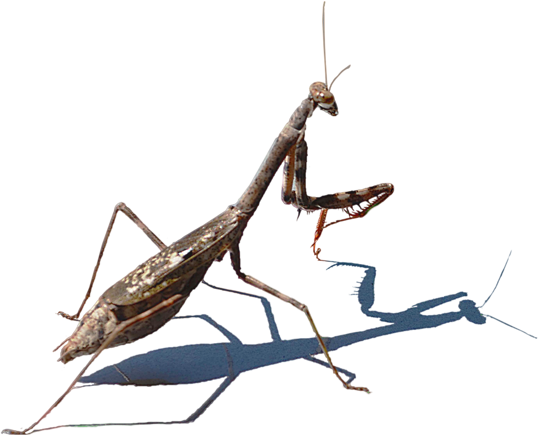 Mantis Png Hd Image - Mantidae (1500x1104), Png Download