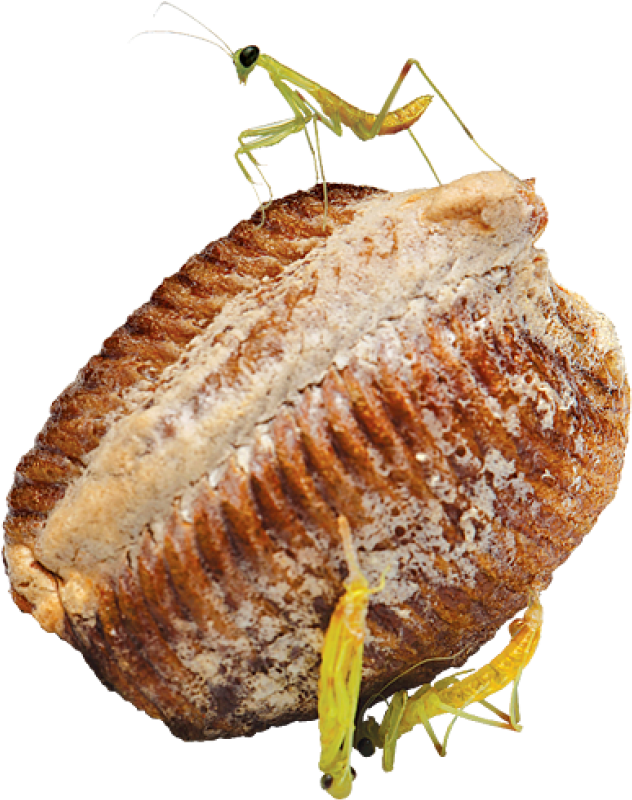 Chinese Praying Mantis Egg Case - Mantis (800x800), Png Download