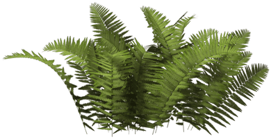 Arbusto Helecho - Bush Png (400x400), Png Download
