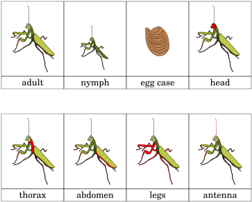 Mantis (396x306), Png Download