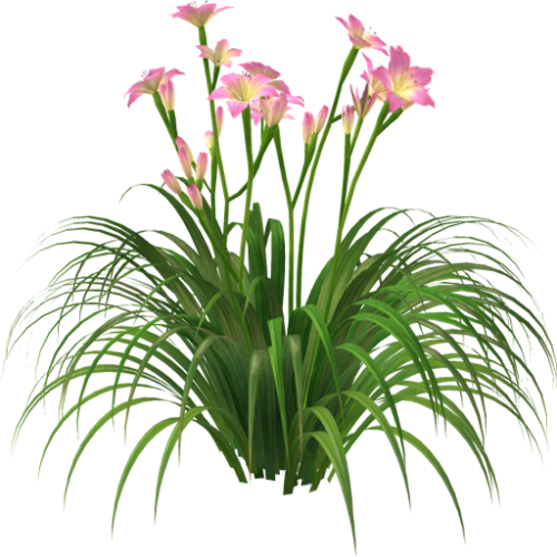 Photo B1d9cbaa A1ec D38c C9c2 A4bed717c613 Zps588875d9 - Flower (500x500), Png Download