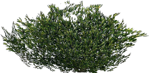 Arbusto 3d - Arbusto - Portable Network Graphics (750x527), Png Download
