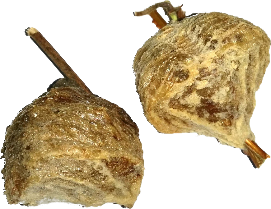 Chinese Mantis - Praying Mantis Egg Case (comes With 2 Egg Cases) (1021x1024), Png Download