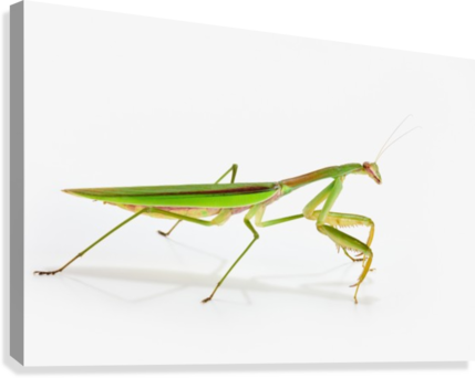 Praying Mantis On White Background - Praying Mantis On White Background;st. Albert Alberta (429x342), Png Download
