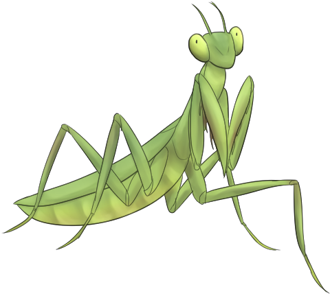Drawing Insect Praying Mantis Vector Free Stock - Drawing (500x500), Png Download