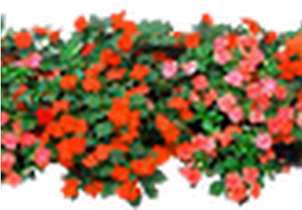 Jardin De Flores Png (424x318), Png Download