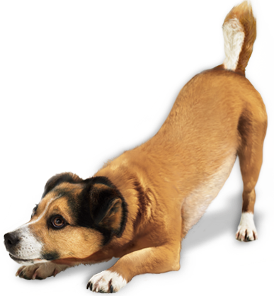 Cachorro Animal Freetoedit Cachorrofofo Cachorrofeliz - Png Dog (387x418), Png Download