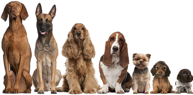 Encontre Aqui Todas As Provas E Exposições Caninas - Carlson Tackle Carlson Pro-pets Royal Door Mount Large, (658x332), Png Download