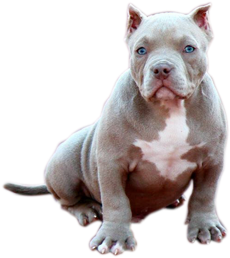 Cachorro - American Bully Png (586x526), Png Download