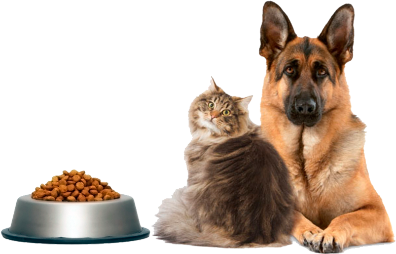 A Escolha Do Melhor Alimento Ou Ração Para Cachorro - Bonbonne Happy Belly Digestive Supplement - Probiotic (801x510), Png Download