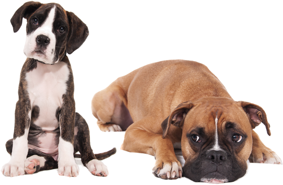 Socialización Del Cachorro - Puppy Dog - Boxer Mouse Pad (600x394), Png Download