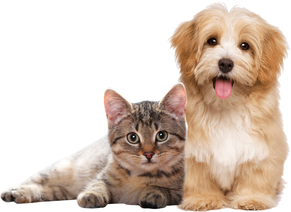 Petbrilho Es Apoyadora Del Instituto Ayrton Senna, - Havanese Dog (1180x852), Png Download