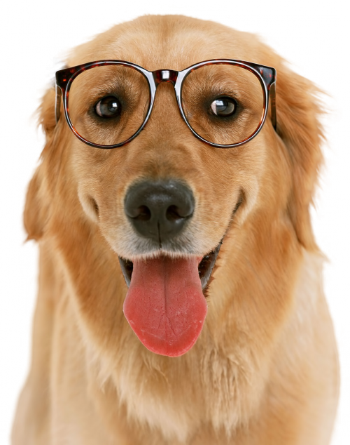 Cachorro - Dog Glasses Png (500x634), Png Download