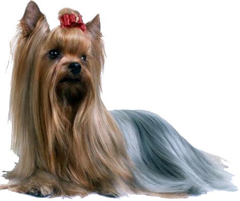 Yorkshire Terrier Foro1 - Inmmotion Silky Terrier Ring, Sterling Silver Ring, (468x391), Png Download