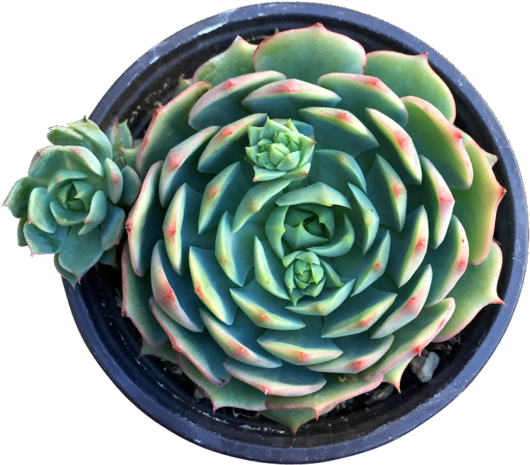 Orange Glow - Ramillette (865x865), Png Download